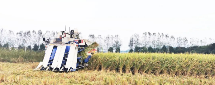 ISEKI HF608G Intelligent Half-feeding Harvester Is Operating In The Field (1).png